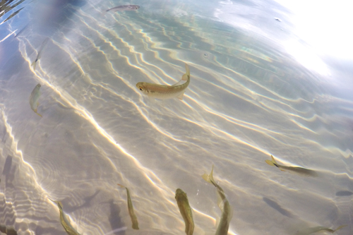 水が溜まると姿を現すここでしか見れないお魚