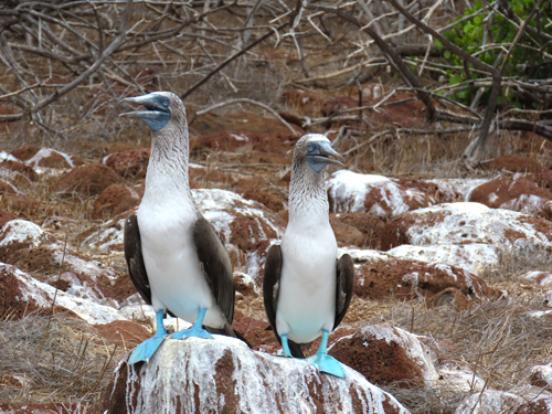 ガラパゴス諸島|アタカマのホテル